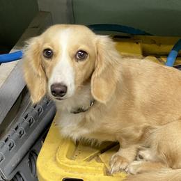 Buttercup - Dachshund