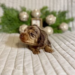 Alfie - Chocolate and cream male Dachshund puppy in Fort Gibson, Oklahoma from Cooper’s Dachshunds
