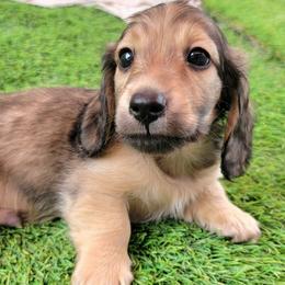 Rigatoni - Cream male Dachshund puppy in Parma, Idaho from Terracane Dachshunds & Sunwell Golden Retrievers