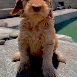 Boy 6 - Caramel male Australian Labradoodle puppy in Sacramento, California from Delta Breeze Labradoodles