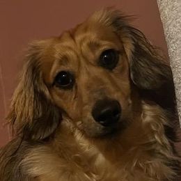 Nugget - Dachshund