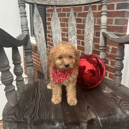 Scott - Apricot male Goldendoodle puppy in Mint Hill, North Carolina from DoodleForever