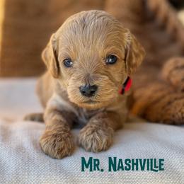 Mr. Nashville - Apricot male Cavapoo puppy in Sacramento, California from Dandy Doodles Goldendoodles