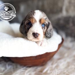 Bruno - Merle male Cavapoo puppy in Natural Bridge, Virginia from Padgetts Hill Puppies