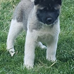 Akita Puppies from Magnolia Akitas