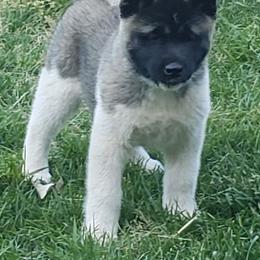 Akita Puppies from Magnolia Akitas