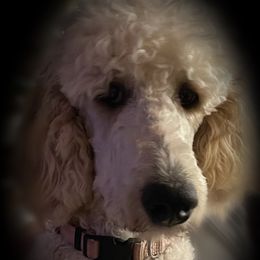 London - Poodle