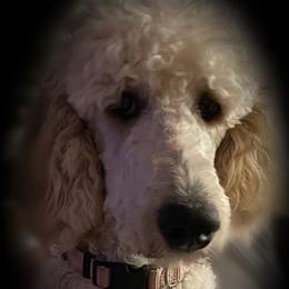 London - Poodle