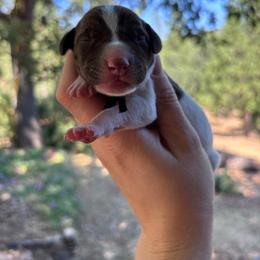 Dill - black collar - Liver and white male German Shorthaired Pointer puppy in Mokelumne Hill, California from Underhill GSP