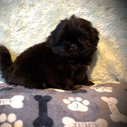 MAGIC - Black male Shih Tzu puppy in Kamilche, Washington from Serendipity Shih tzu