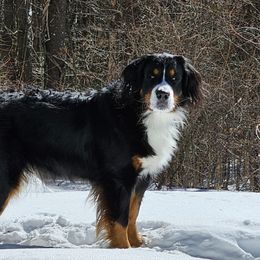 Riley - Bernese Mountain Dog