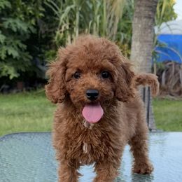 Toby - Red male Cavapoo puppy in Miami, Florida from Mario’s Pups
