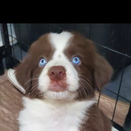 Australian Shepherd Puppies from DoubleL Aussies