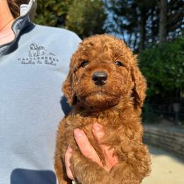 Lime green - Red  male Goldendoodle puppy in Indian Trail, North Carolina from Castleberry Doodles and Poodles