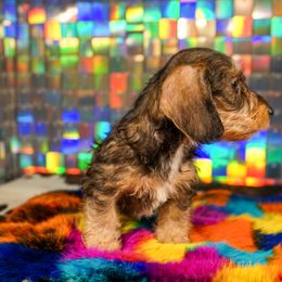 American Corgi, Dachshund, and Pembroke Welsh Corgi Puppies from Shining A Lowriders & Co.