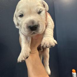 Ollie - Light golden male Golden Retriever puppy in Benson, North Carolina from Mule City Kennels