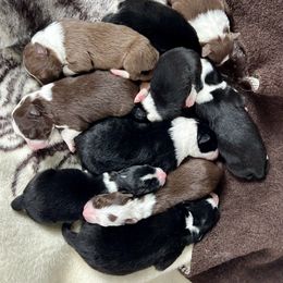 Border Collie Puppies from Pineview Farm