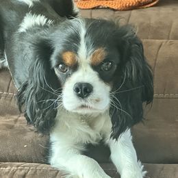 Candy - Cavalier King Charles Spaniel