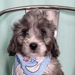 Sven - male Australian Mountain Doodle puppy in Jerome, Idaho from Tolman Acres