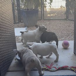 French Bulldog Puppies from A Quality French Bulldogs AZ