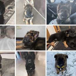 German Shepherd Puppies from J&A Shepherd's