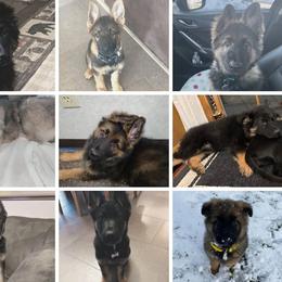 German Shepherd Puppies from J&A Shepherd's