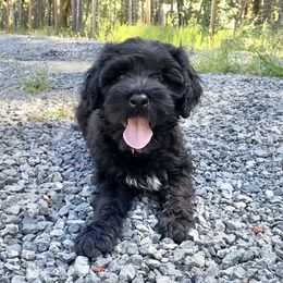 Miss Rose Quartz - Black and white Portuguese Water Dog puppy in Grants Pass, Oregon from Rogue River Portuguese Water Dogs