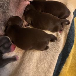 Chocolate boy 2 - Chocolate male Chihuahua puppy in Smithville, Ohio from Efaw’s Chihuahuas