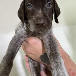 Pink - Liver roan female German Shorthaired Pointer puppy in Highland, Illinois from Big Daves Bird Dogs LLC,  BDBD