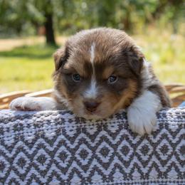 Pistol Pete - Red tri-color male Australian Shepherd puppy in Takilma, Oregon from Little Elder Creek Australian Shepherds
