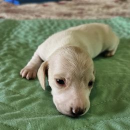 Teeny Tansy - Piebald female Dachshund puppy in Lebanon, Oregon from Willow Moons Dachshunds
