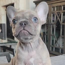 Lilac Fawn Male - Tricolors French Bulldog puppy in Prosper, Texas from Luz French Bulldogs