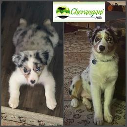 Australian Shepherd Puppies from Cherangani Hills Australian Shepherds