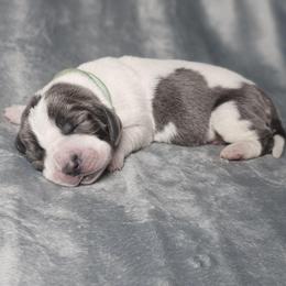 Promise - Blue and white female Basset Hound puppy in Valley, Washington from Peaceful Valley Paws