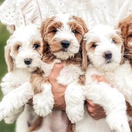 Goldendoodle Puppies from The Doodle Spot