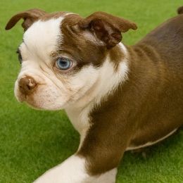 Caleb - Red male Boston Terrier puppy in Powell Butte, Oregon from RVF Boston Terriers