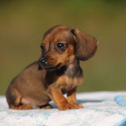 Junior Mint - Red male Dachshund puppy in Okeechobee, Florida from Far Far Away Dachshunds