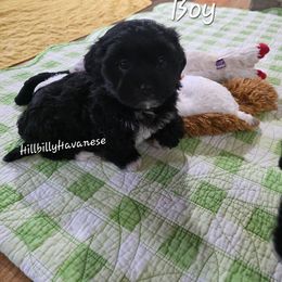 Boy - Black and white male Havanese puppy in Batesville, Arkansas from Hillbilly Havanese