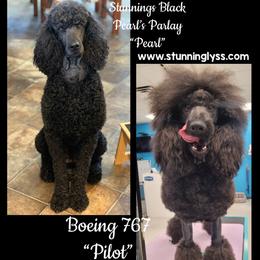 Poodle puppies from Stunningly Sweet Standards