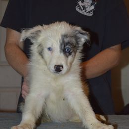 Border Collie Puppies from Green River Ranch Border Collies