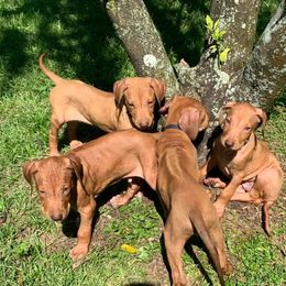 Rhodesian Ridgeback Puppies from Kandarin Kennels Rhodesian Ridgebacks