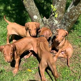 Rhodesian Ridgeback Puppies from Kandarin Kennels Rhodesian Ridgebacks
