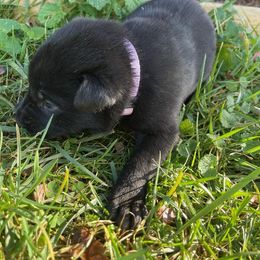 Girl 1 - Gold brindle Dutch Shepherd puppy in Duffield, Virginia from Sage Mountain Farm and Kennels