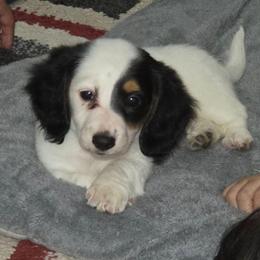 Darla - Piebald female Dachshund puppy in Tucson, Arizona from Crowned Doxies