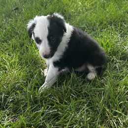 Blue - White blue merle and tan female Shetland Sheepdog puppy in Fontanelle, Iowa from Jensen Farms Shelties