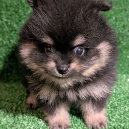 Rhett Black and Tan Boy - Black and tan male Pomeranian puppy in Danielsville, Georgia from PassionatePomPoms