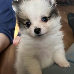 Sable parti male - Cream sable parti male Pomeranian puppy in Clinton, Tennessee from Liza’s Aussies & Poms