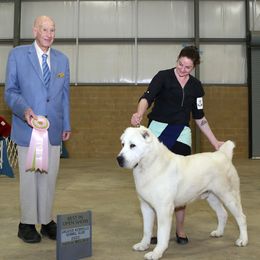 Central Asian Shepherd Dogs and Portuguese Water Dogs from Ascent Central Asian Shepherds & Portuguese Water Dogs