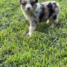 Australian Shepherd, Miniature American Shepherd, and Toy Australian Shepherd Puppies from Blue’s Family Aussies