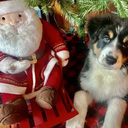 Girl 6 - Black tri-color female Australian Shepherd puppy in Newtown, Connecticut from Stepping Stone Kennel